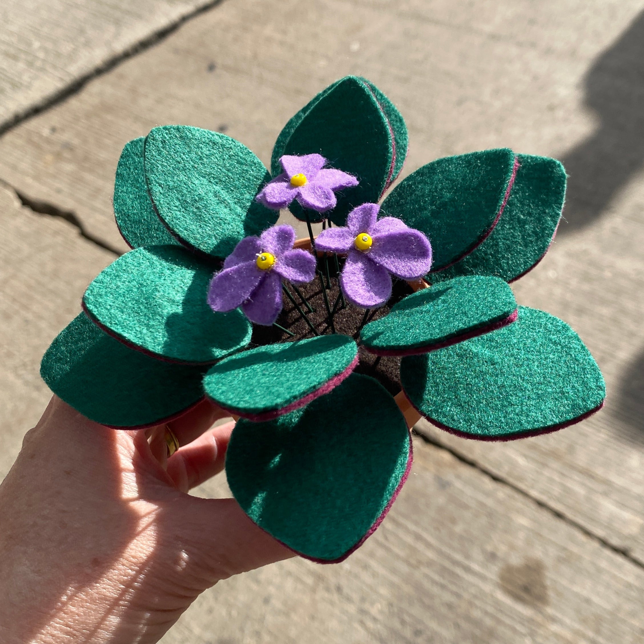 African Violet